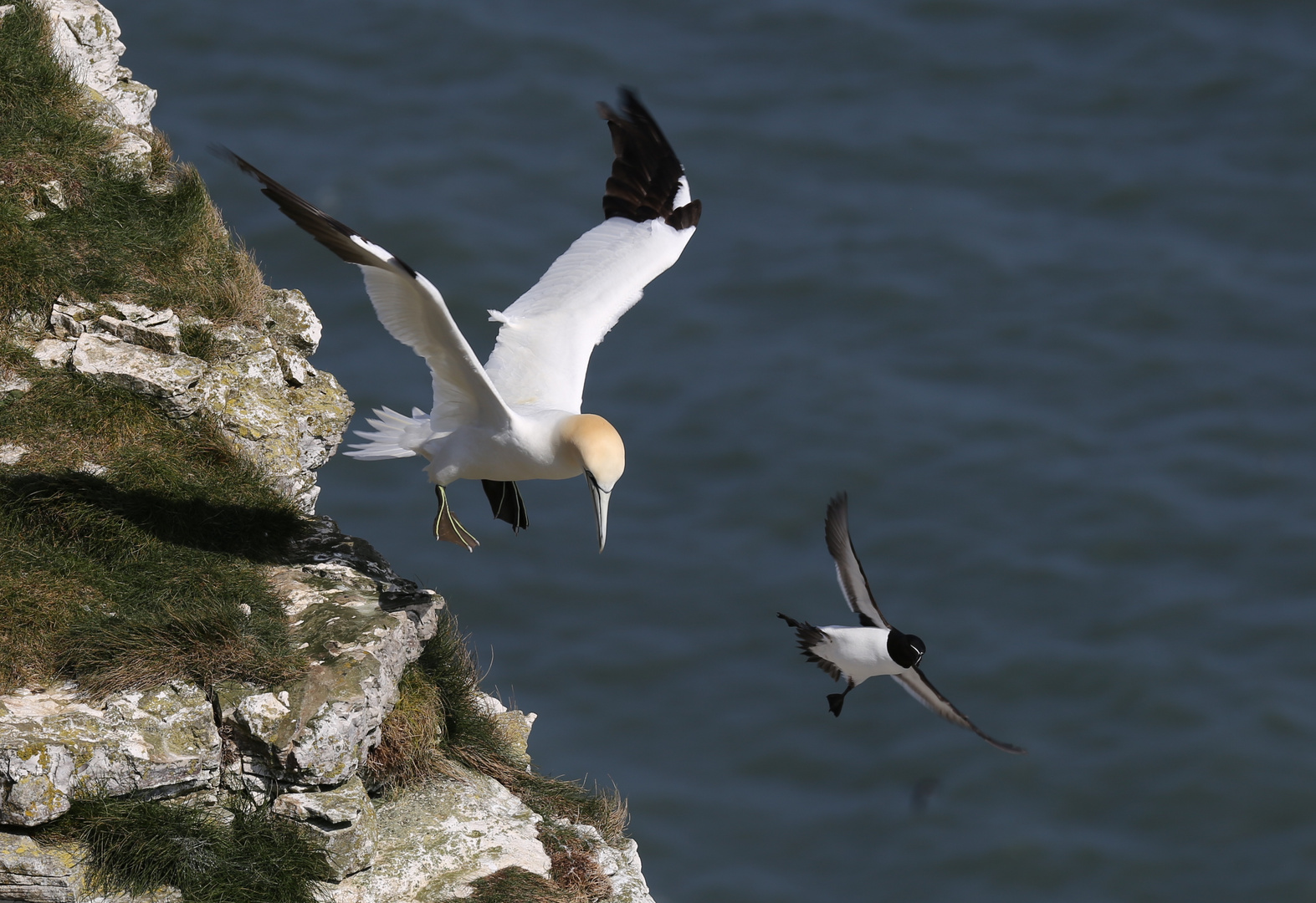 Gannet and guillemot