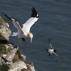 Gannet and guillemot