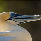 Gannet at Cape Kidnapper | New Zealand