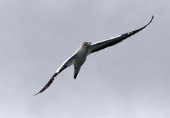 Gannet