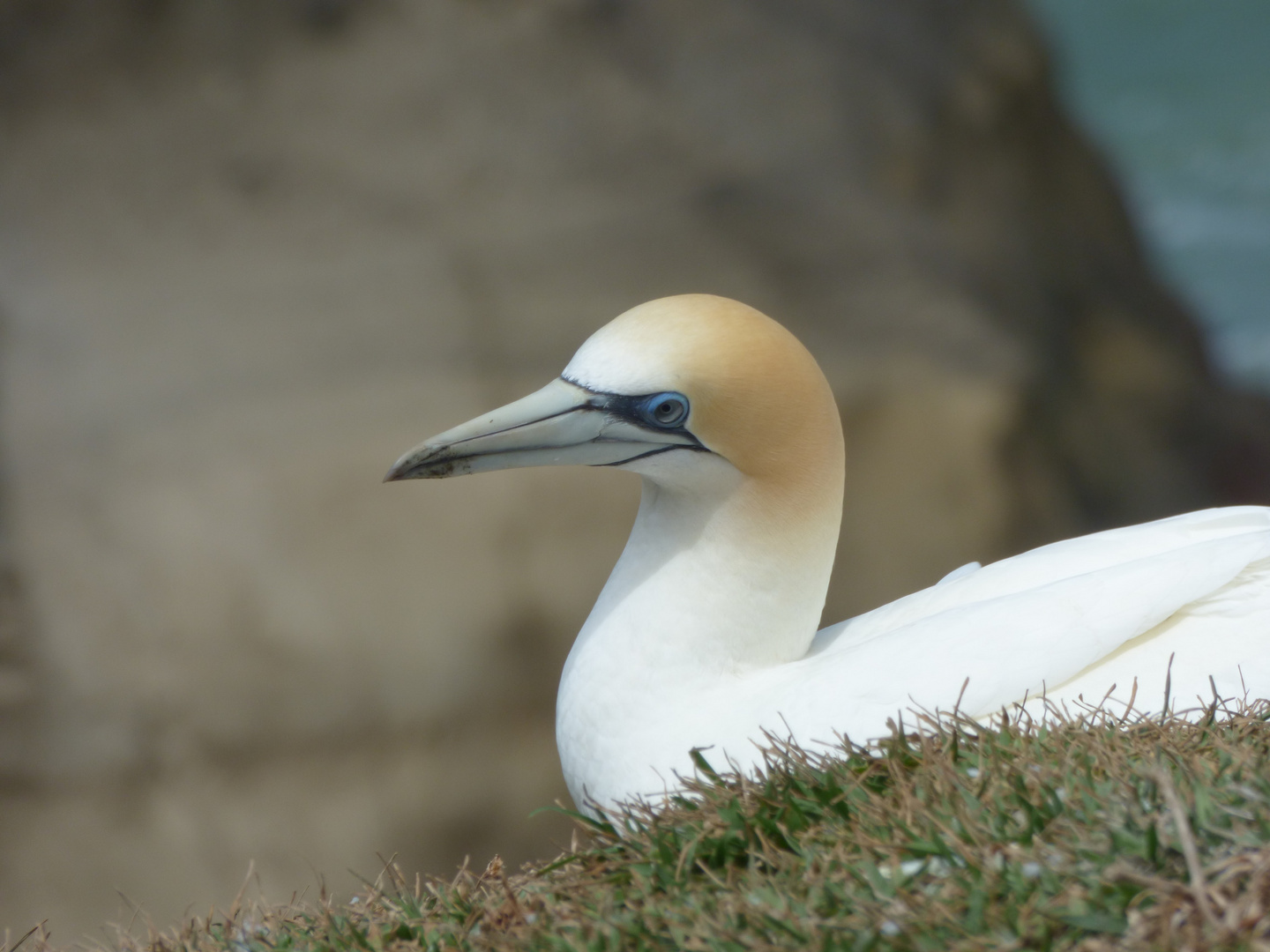 Gannet