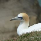 Gannet