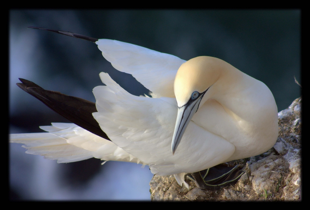 Gannet