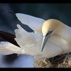 Gannet