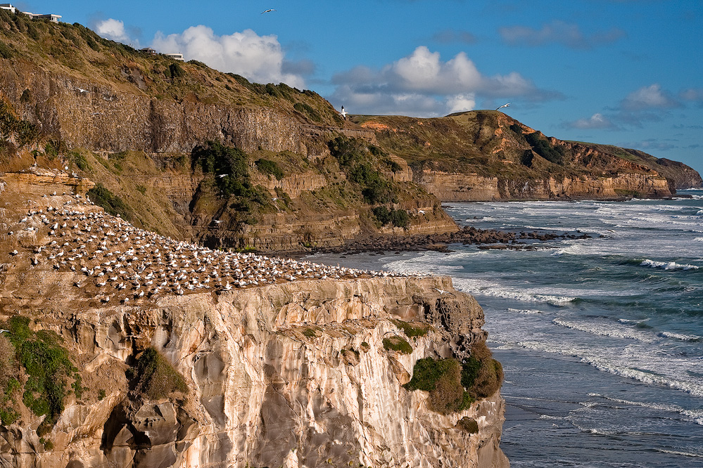 Gannet colony, Muriwai, North Island