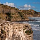 Gannet colony, Muriwai, North Island