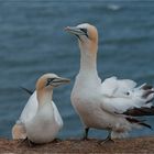 Gannet couple