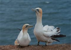 Gannet couple