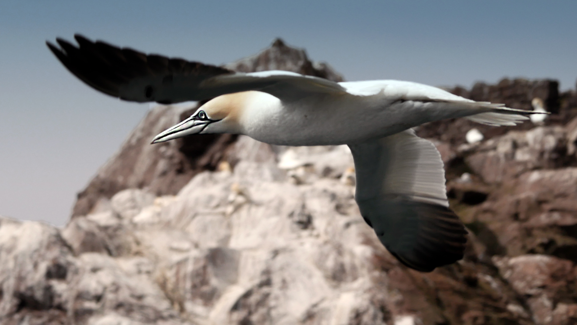 Gannet fliegend