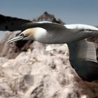 Gannet fliegend