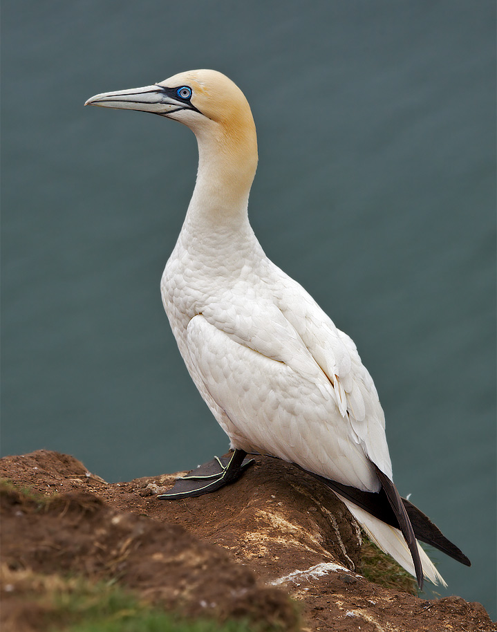 Gannet, in English!