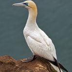 Gannet, in English!