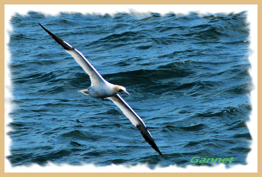 GANNET in flight