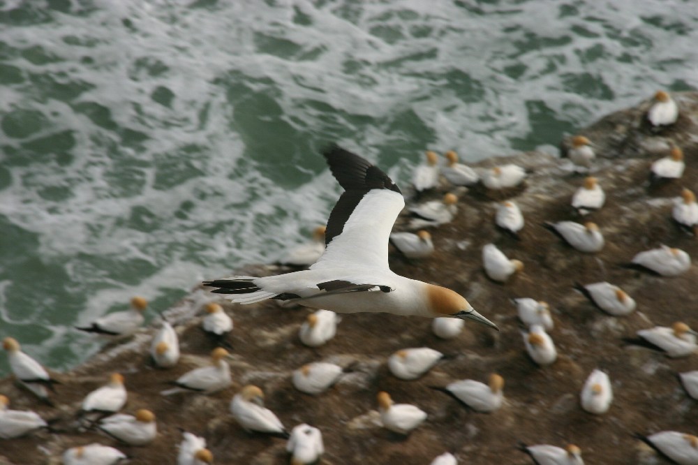 Gannet in flight