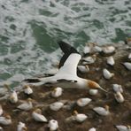 Gannet in flight