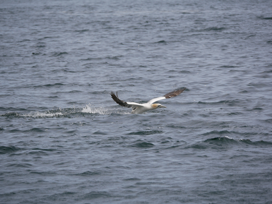 Gannet links