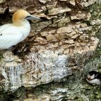 …Gannet meets Puffin…