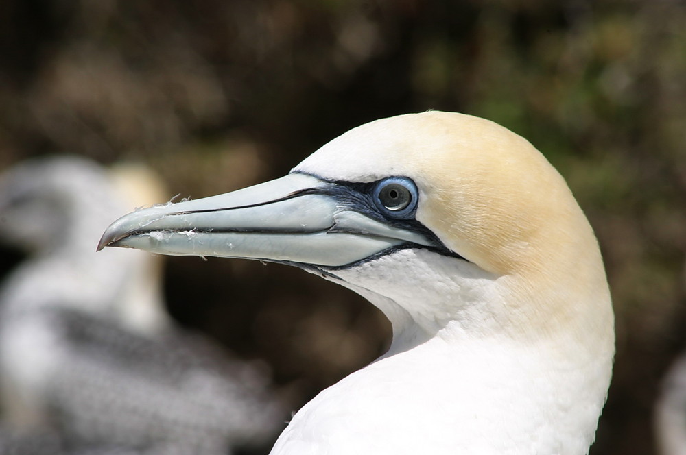 Gannet oder Tölpel aus Neuseeland