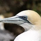 Gannet oder Tölpel aus Neuseeland