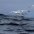 Gannets