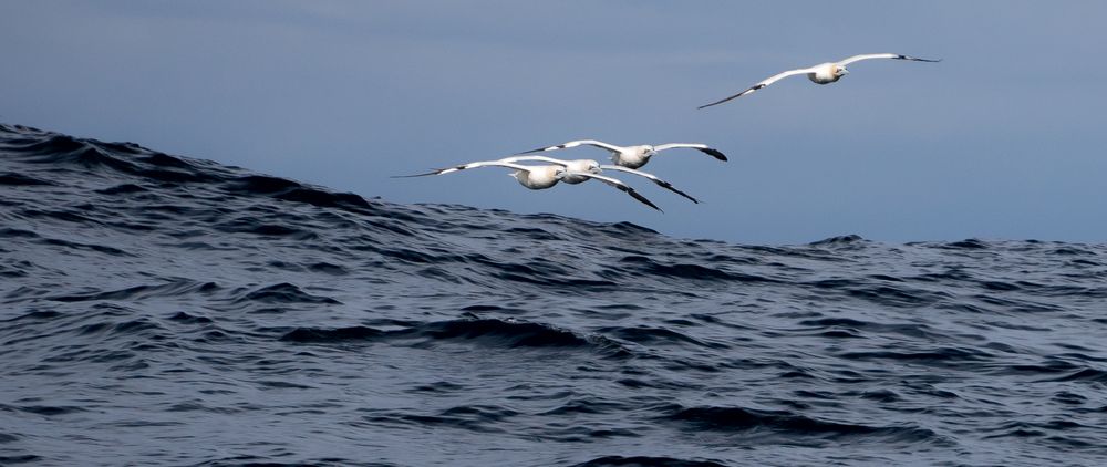 Gannets