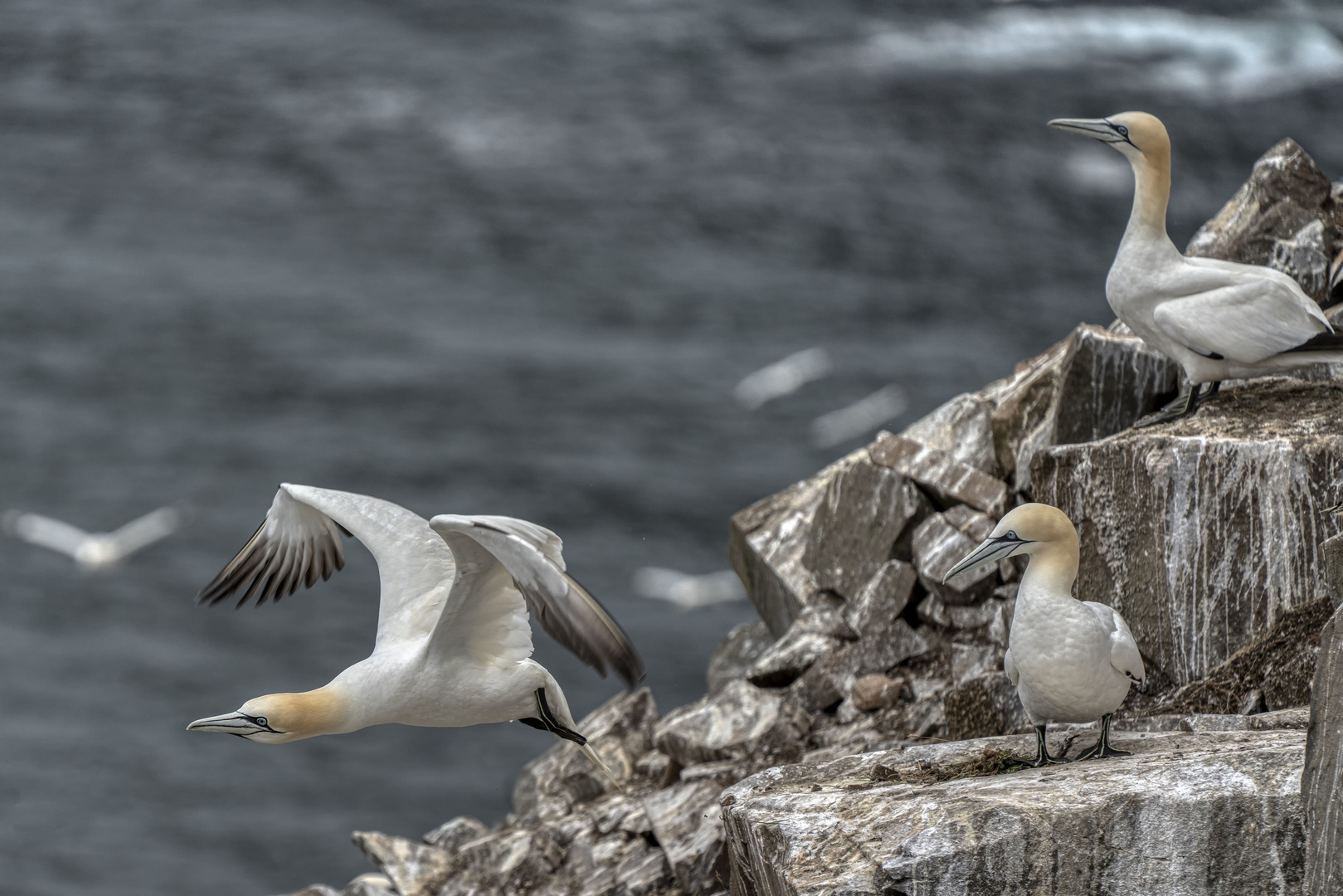 Gannets