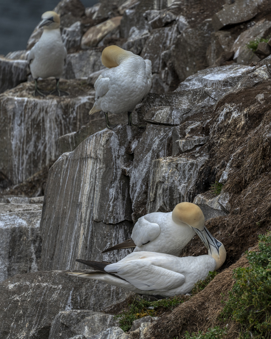 Gannets