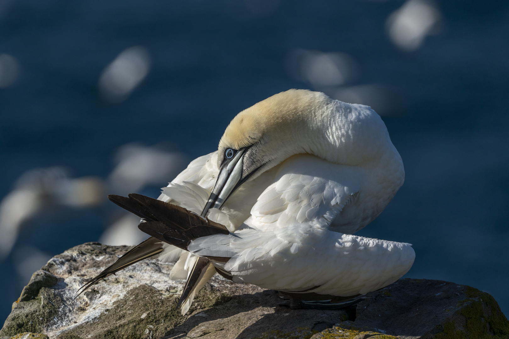 Foto & Bild tiere, wildlife, wild lebende vögel Bilder auf