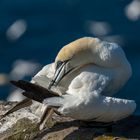 Gannets