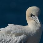 Gannets