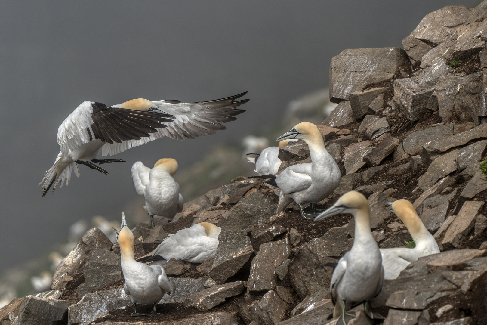 Gannets