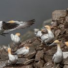 Gannets