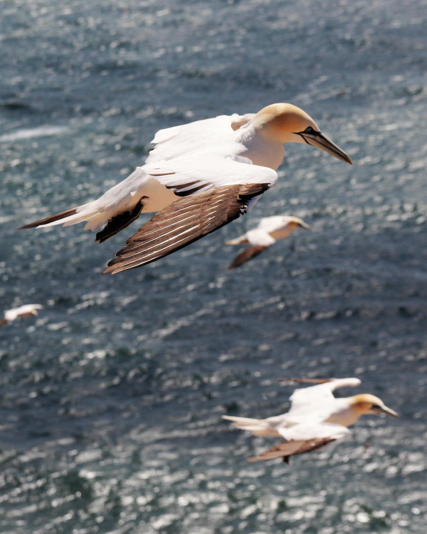 Gannets 