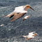 Gannets 