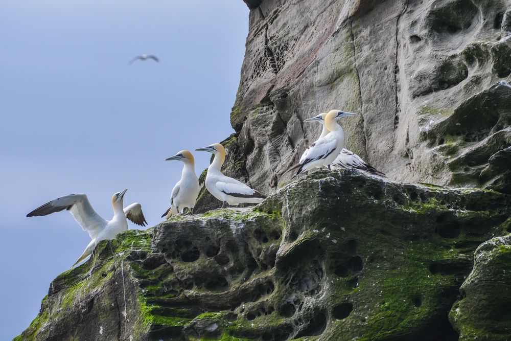 Gannets - Basstölpel