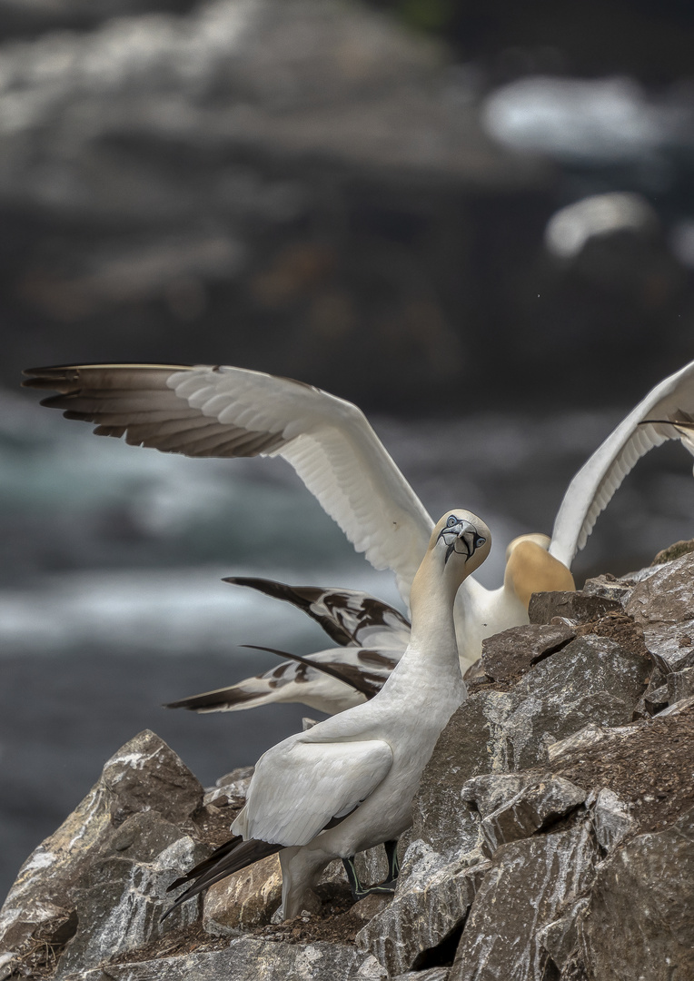 Gannets