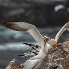 Gannets