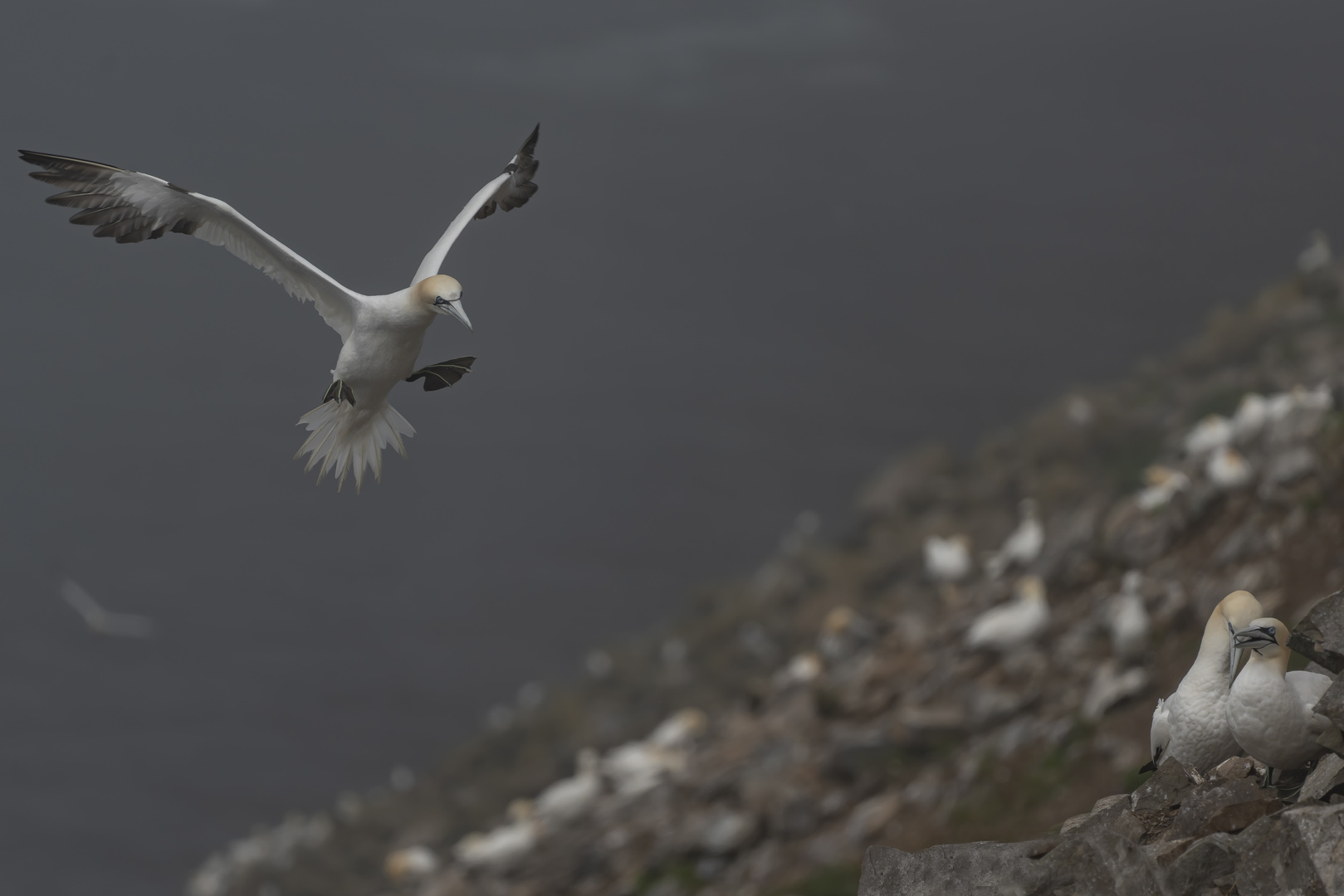 Gannets