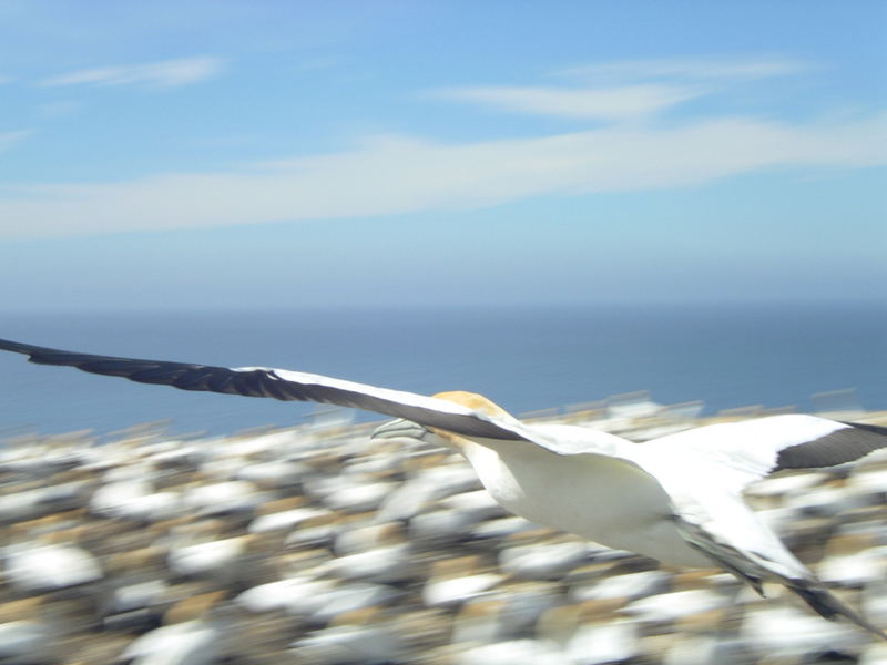 Gannets im Landeanflug!