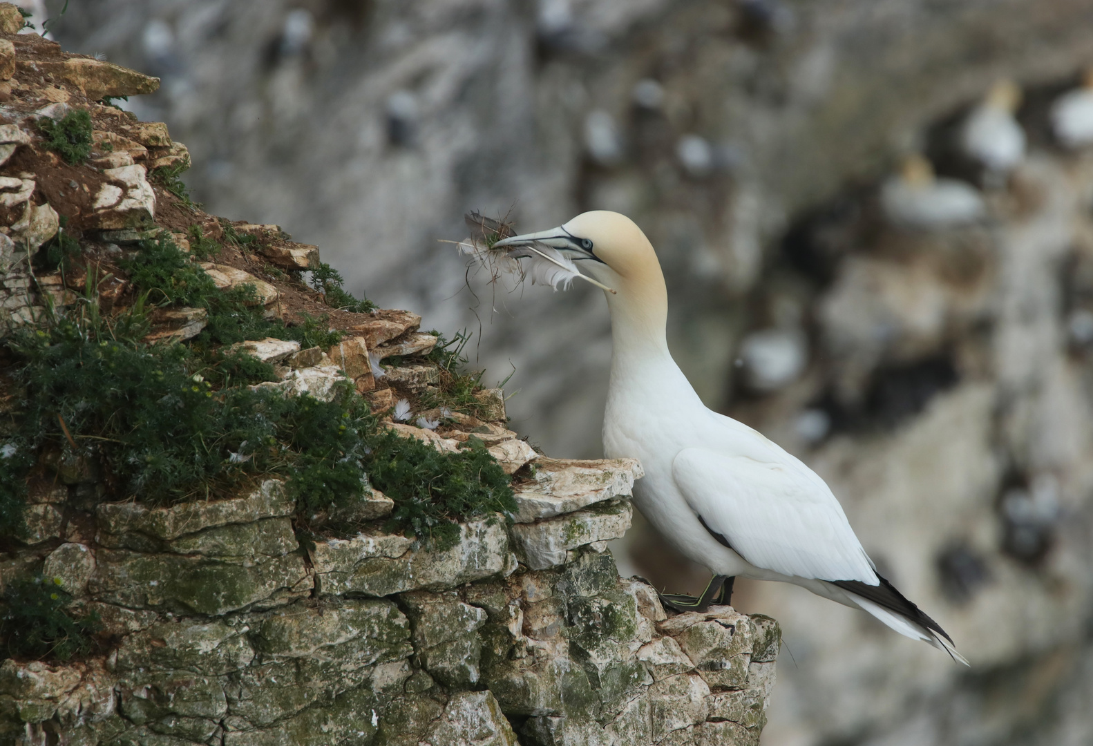 ...Gannet´s No.1...