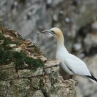 ...Gannet´s No.1...