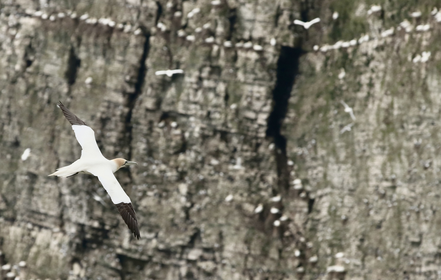 …Gannet‘s No.2…