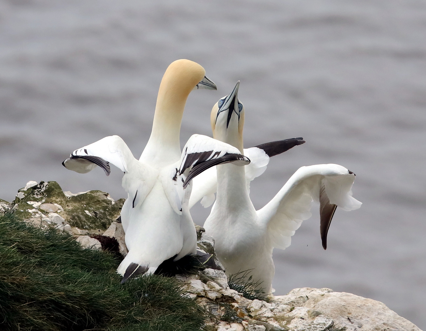 ...Gannet´s No.4...