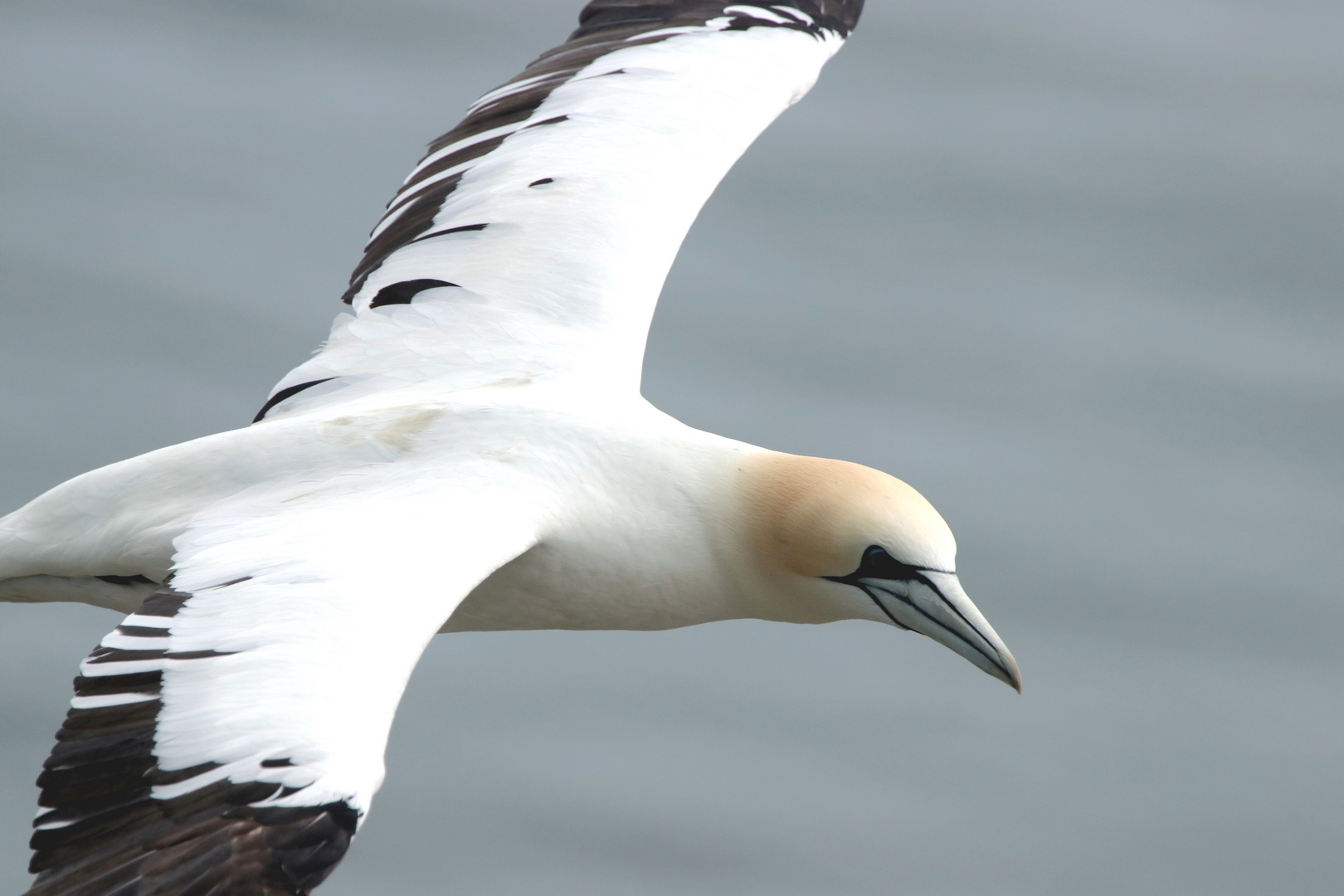 ...Gannet´s No.5...