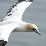 ...Gannet´s No.5...