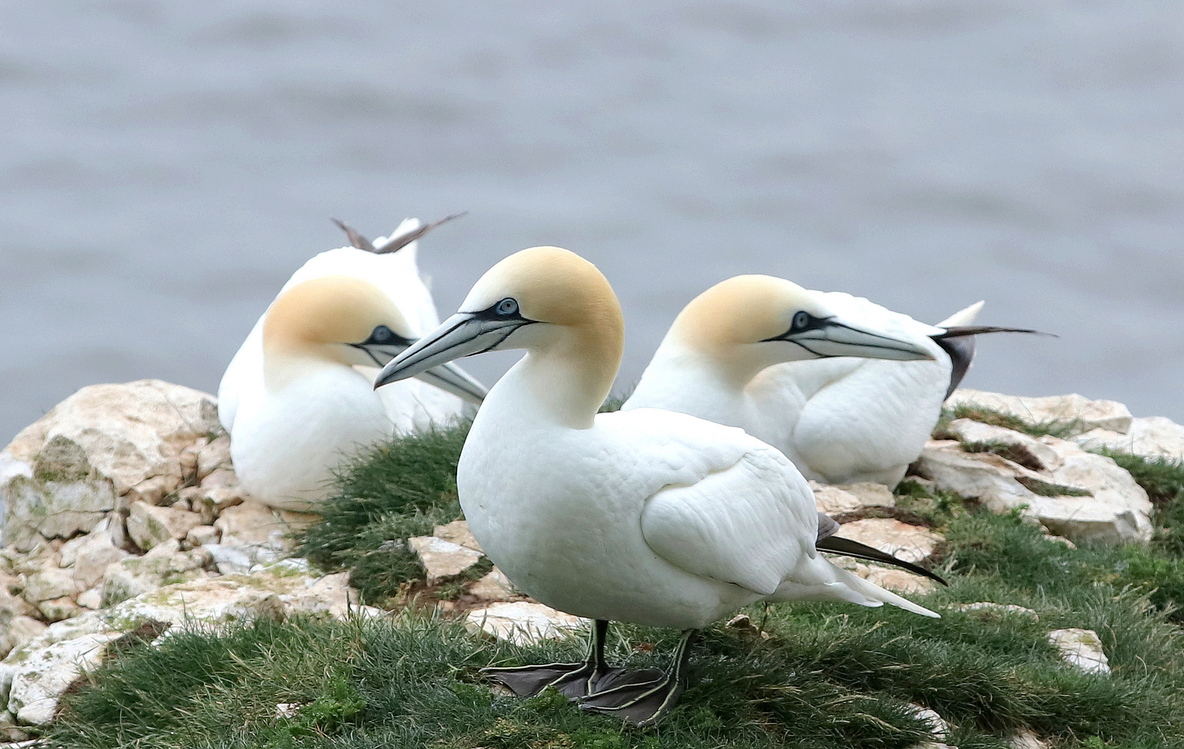 ...Gannet´s No.6...