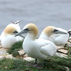 ...Gannet´s No.6...