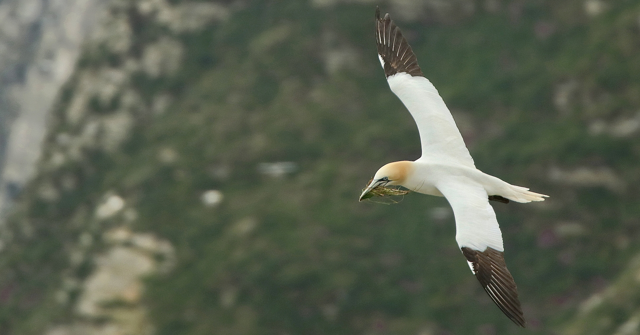 …Gannet‘s No.7…