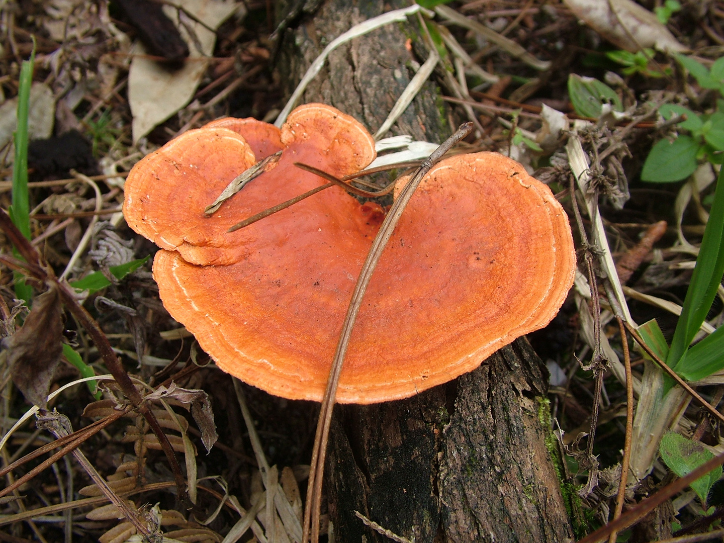 Ganoderma