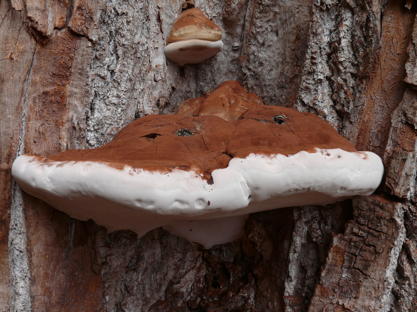 Ganoderma applanatum